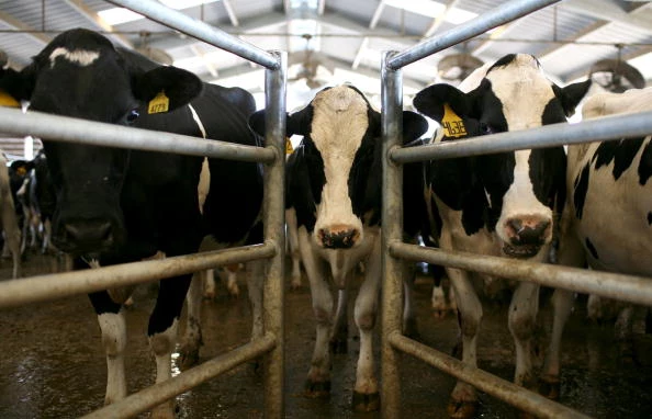 Dairy Cows Dairy cows waiting for milking