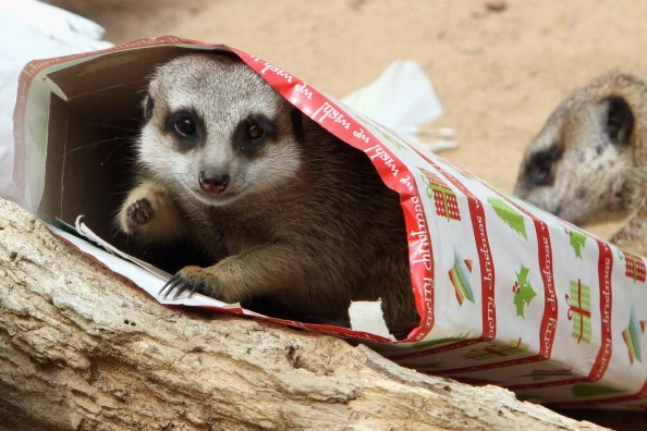 Zoo Animals Treats For Christmas Zoo Animals Treats For Christmas