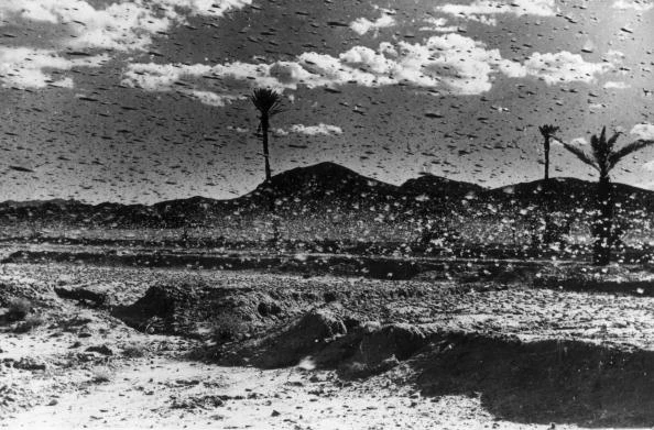 Plague Of Locusts Plague Of Locusts