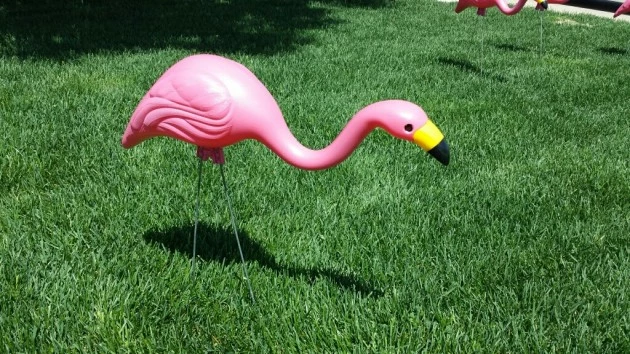 File: Pink Flamingo