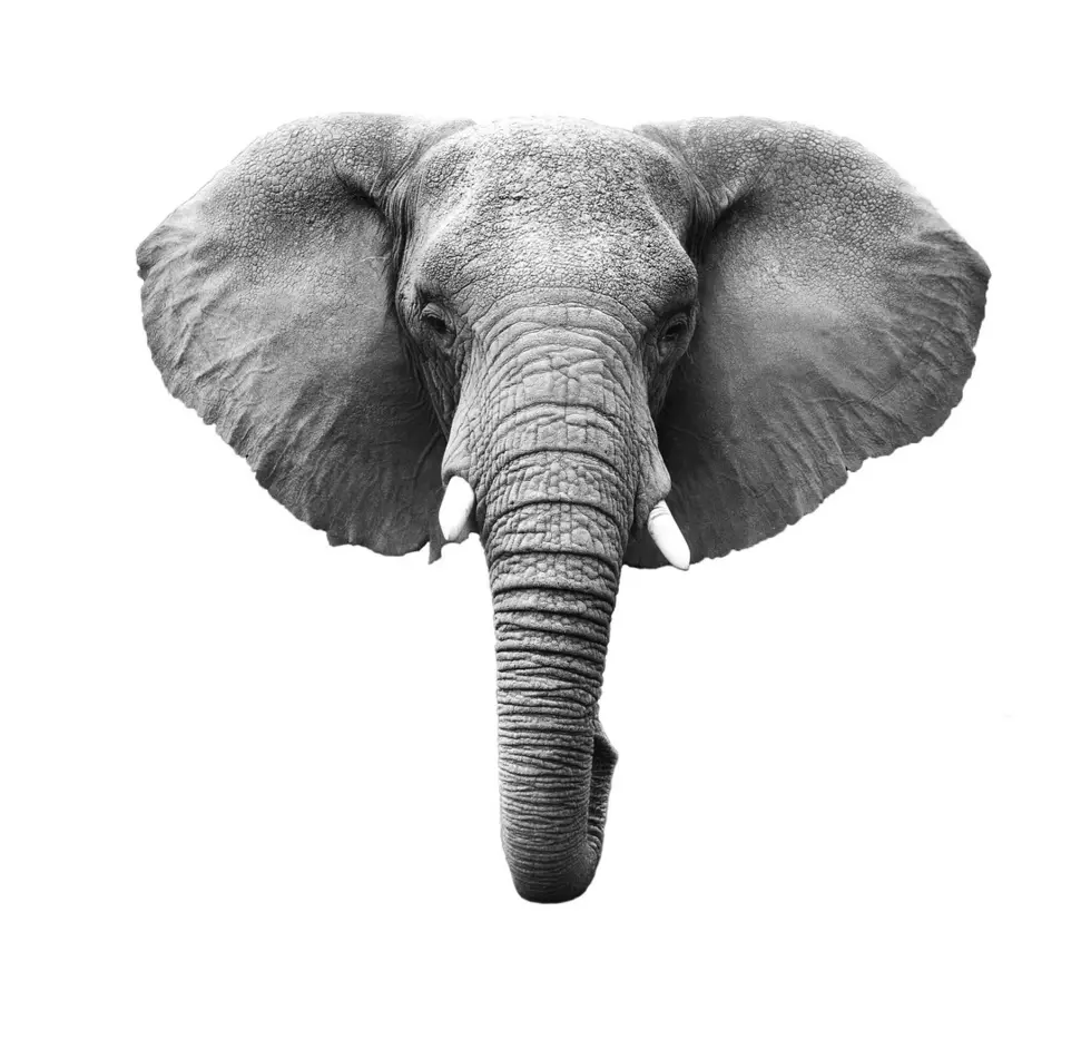 South Dakota Stories: A Mad Elephant Is On The Loose In Elkton