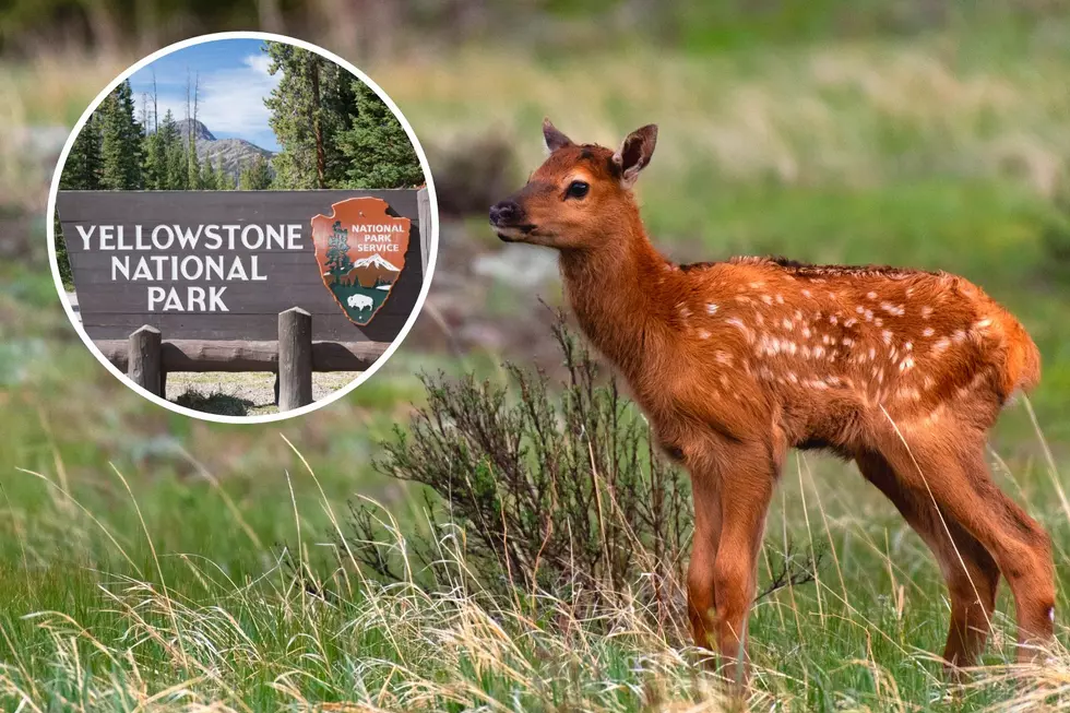 Idiot Tourists Calf-nap Baby Elk & Take It to Yellowstone Police